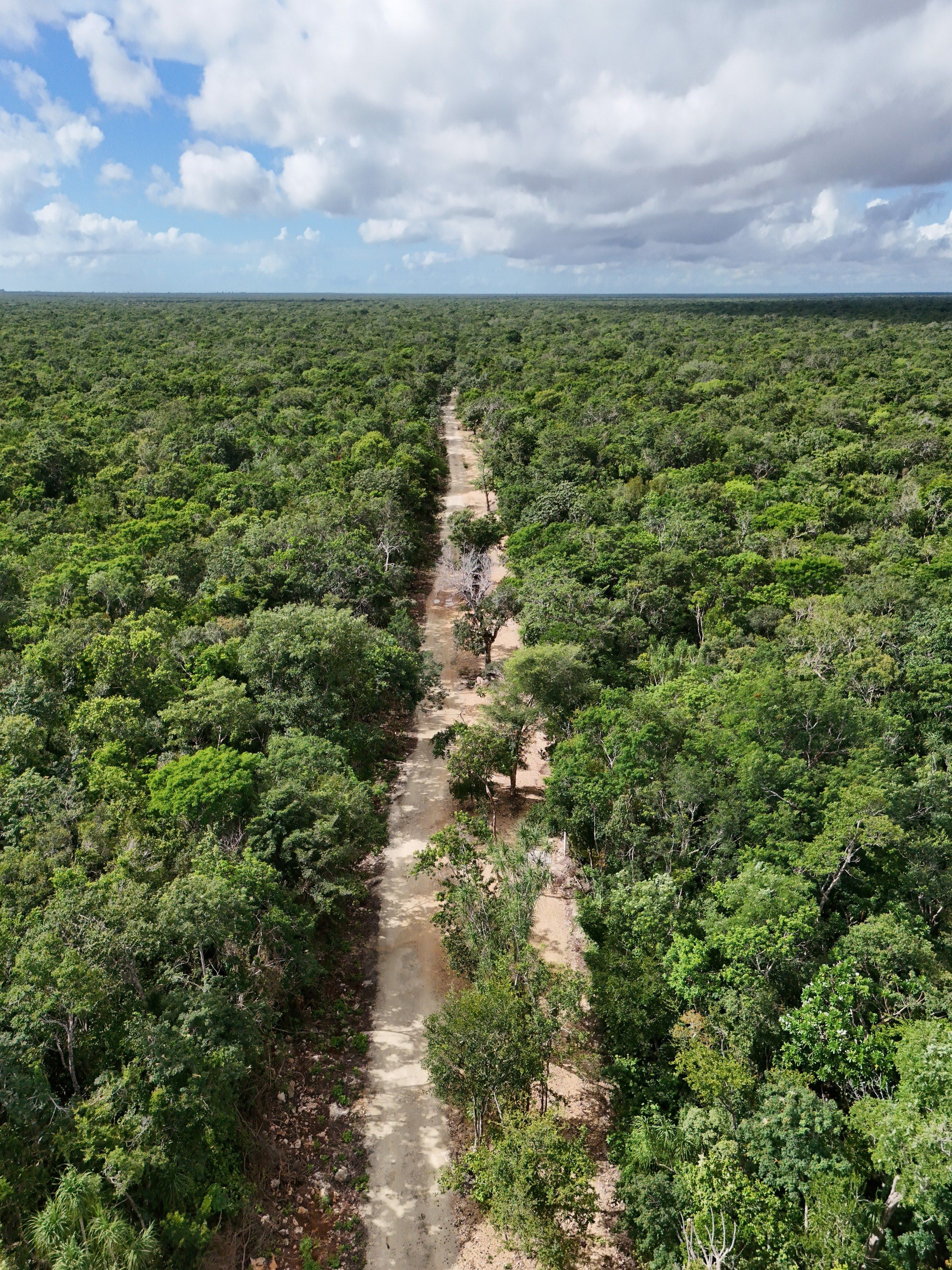 Aerial photograph of a limestone track cut straight through unbroken jungle canopy at Aldea Xcacel, near Chemuyil, Quintana Roo