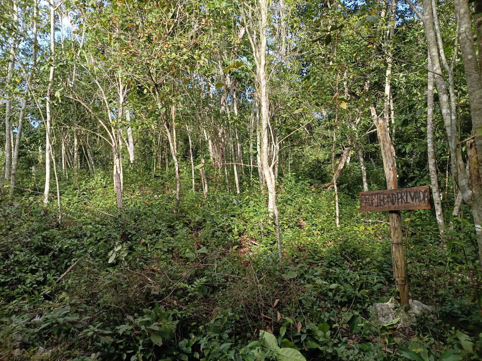 Photograph of uncleared second-growth jungle inside the lot, with the wire fence and the hand-painted private property sign at the right edge