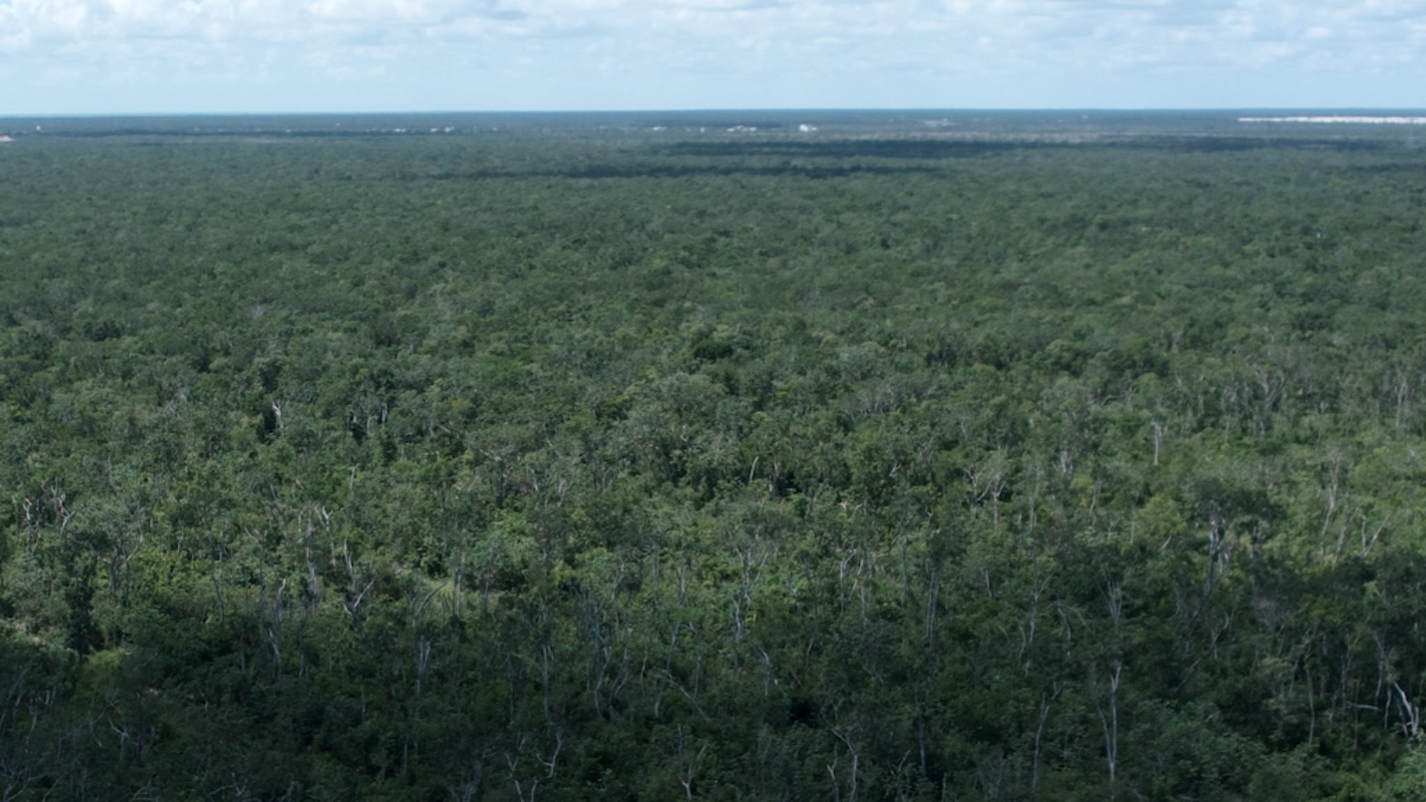 Aerial photograph of unbroken jungle canopy over the Región 10 corridor, Tulum