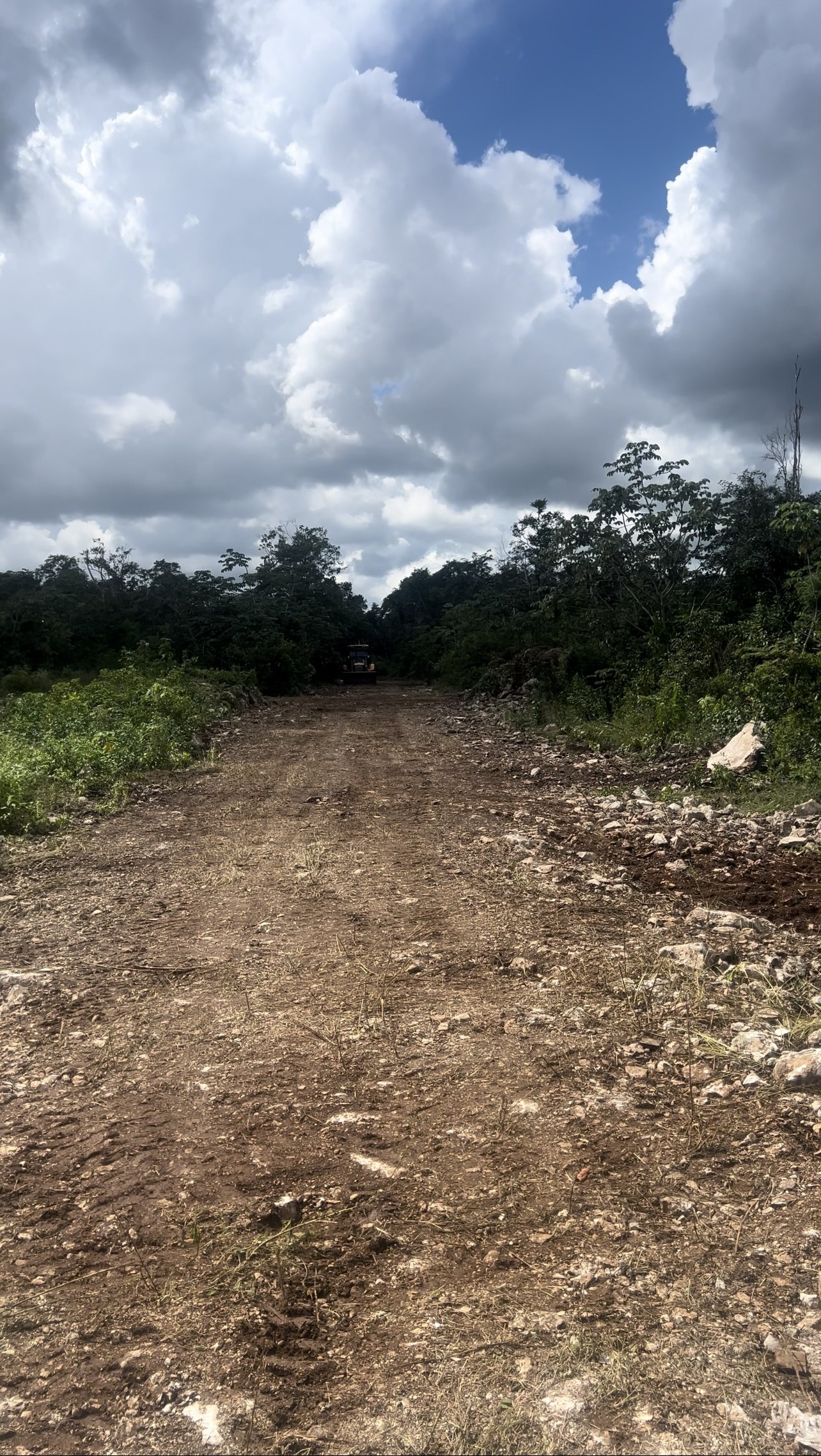 Cleared dirt track through jungle at the Trébola Tulum site