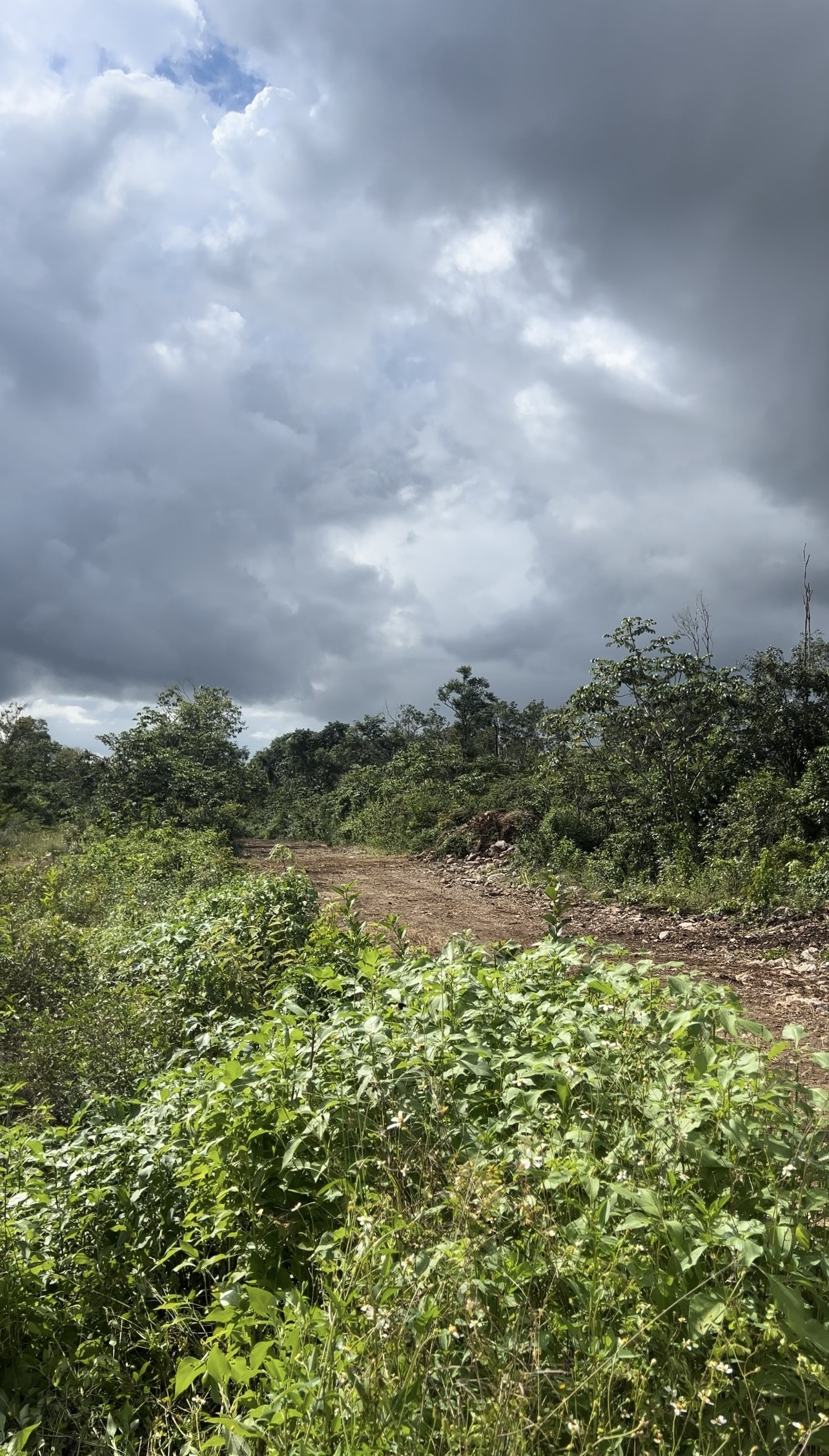 Backhoe working on cleared land at the Trébola Tulum site