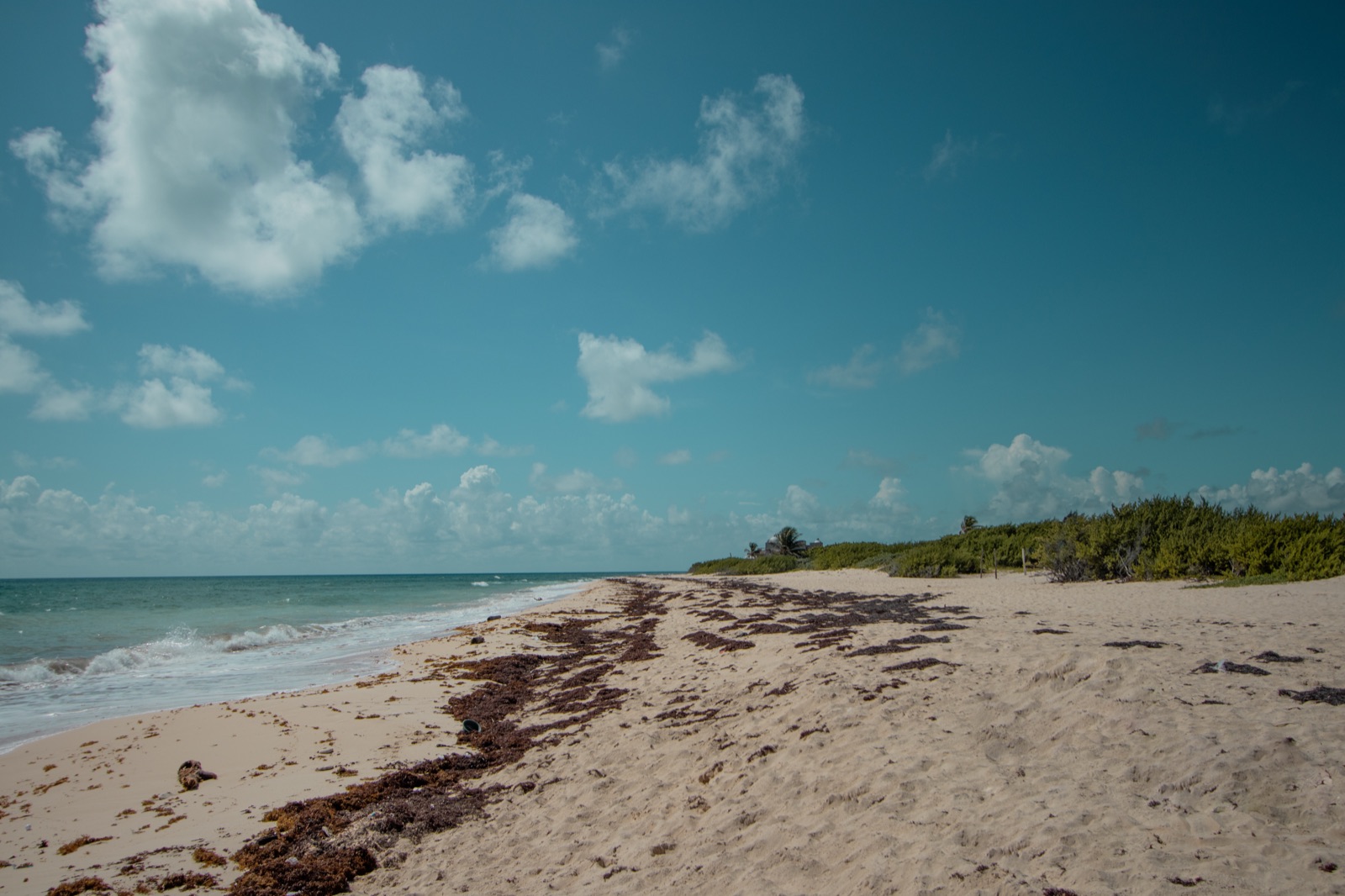 Raw beachfront of the Puerto Morelos hotel lot, dune vegetation and sargassum line